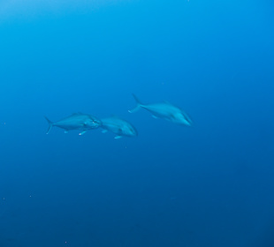 Tuna bei der Jagd