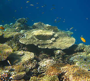 Schnorcheln Marsa Alam