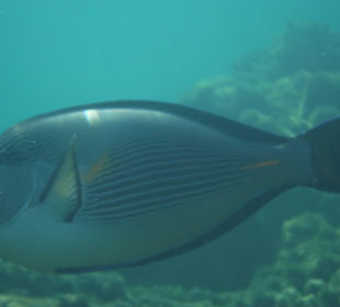 Unterwasseraufnahme am Hausriff