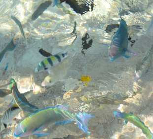 Fische füttern am Strand