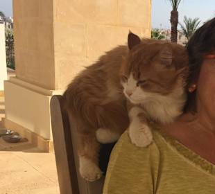 Schmusekatze im Restaurant Piazza