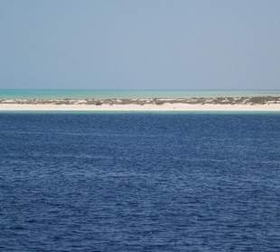 Ausflug Schwimmen mit Delfinen