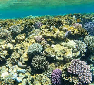 Traumriff in sharm El naga