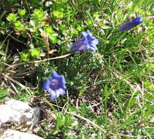 Die wunderbare Blumenwelt dort oben Enzian 