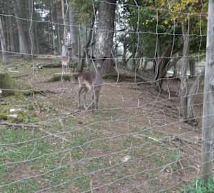 Erlebnisbauernhof und Wildgehege