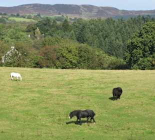 Ulster American Folk Park