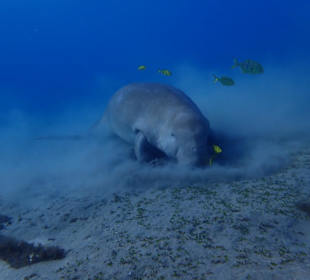 Schnorcheln Marsa Alam