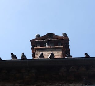 Piccioni - su un palazzo
