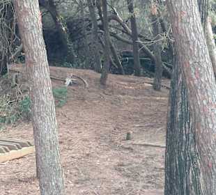 Waldroute Marina di Bibbona - Cecina Mare
