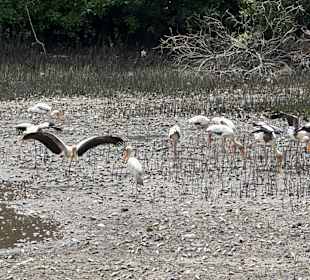 Sungei Buloh Wetland Reserve