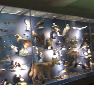 Naturkundemuseum