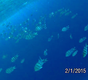 Schnorcheln Marsa Alam