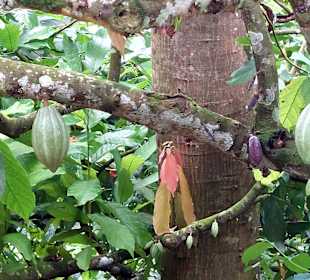 Parque Natural Obô do Príncipe