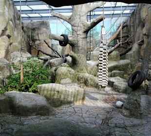 Im Schimpansen-Haus im Zoo am Meer