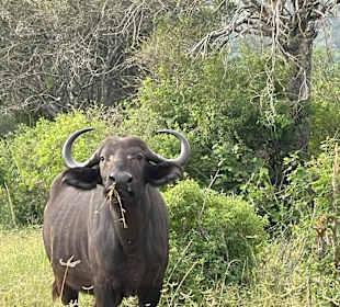 Geführte Touren Robert Safaris Adventure Galu Beach