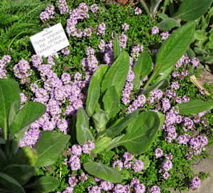 Spaziergang durch den Berggarten Hannover