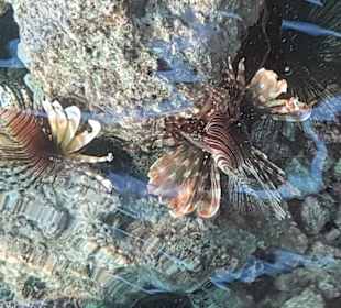 Schnorcheln Marsa Alam