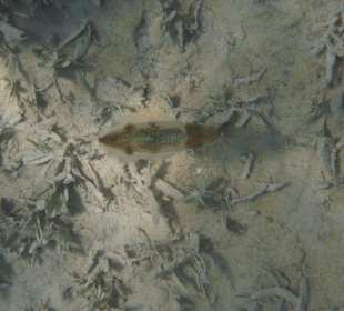 Juveniler Kalmar - Lagune