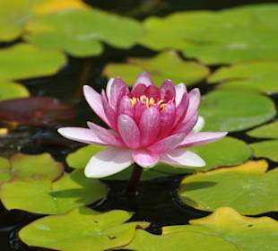Jardín de Aclimatación de La Orotava