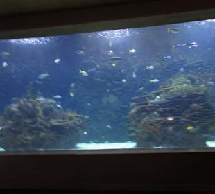 Aquarium / Oceanongrafic