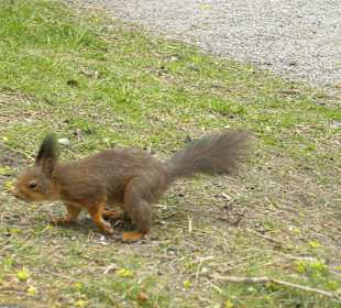 Squirell 3