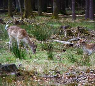 Wildgehege Hirsche