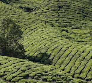 Malownicze widoki na plantacje herbaty