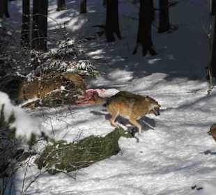 Nationalpark Bayrischer Wald