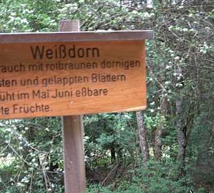 Waldlehrpfad in Tieringen
