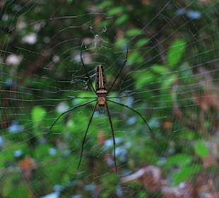 Spinne in der Phraya Nakhon Cave