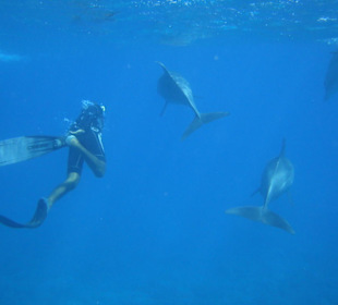 Schwimmen mit Delphinen