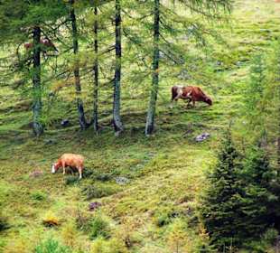 Plöckenpass Ende September 2010