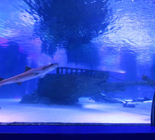 Vor versunkenen antiken Bauwerken