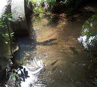 Ausflug mit Mario von Edelweiss Tours