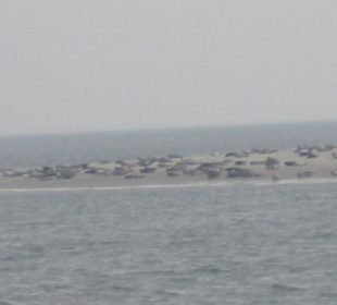 Seehundbank Tegeler Plate