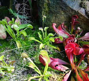 Stadtrundgang Sydney