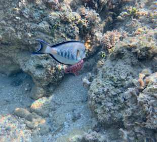 Schnorcheln Hurghada