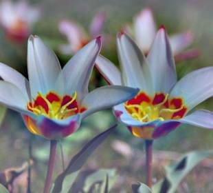 Tulpenschau im Morges.