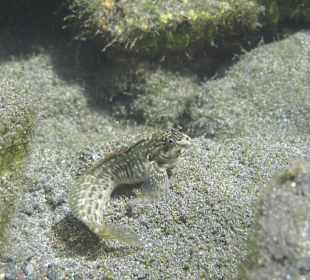 Fisch
