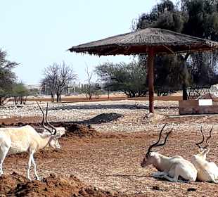 Al Areen Wildlife Park