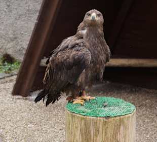 Greifvogel-Gehege