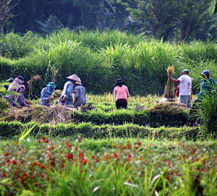 Reis-Ernte (Ost-Bali)