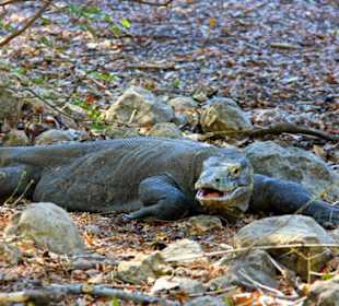 Komodo Dragon
