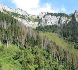 Plesnivec