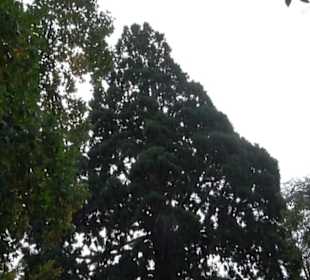 Mammutbaum im Stadtgarten