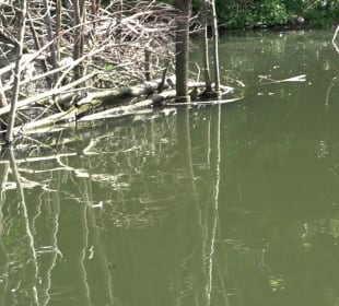Zoo Heidelberg