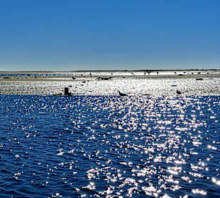 Parque Natural da Ria Formosa