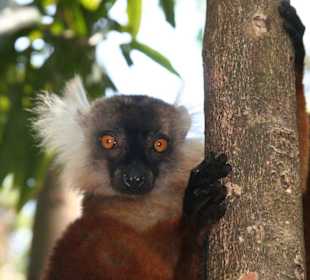 Lemur (Maki)
