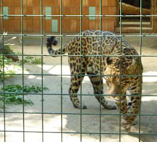 Jaguar