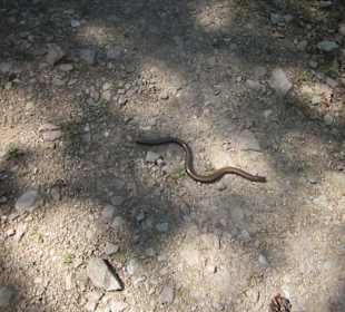 Impressionen Kräuterweg in Assmannshausen